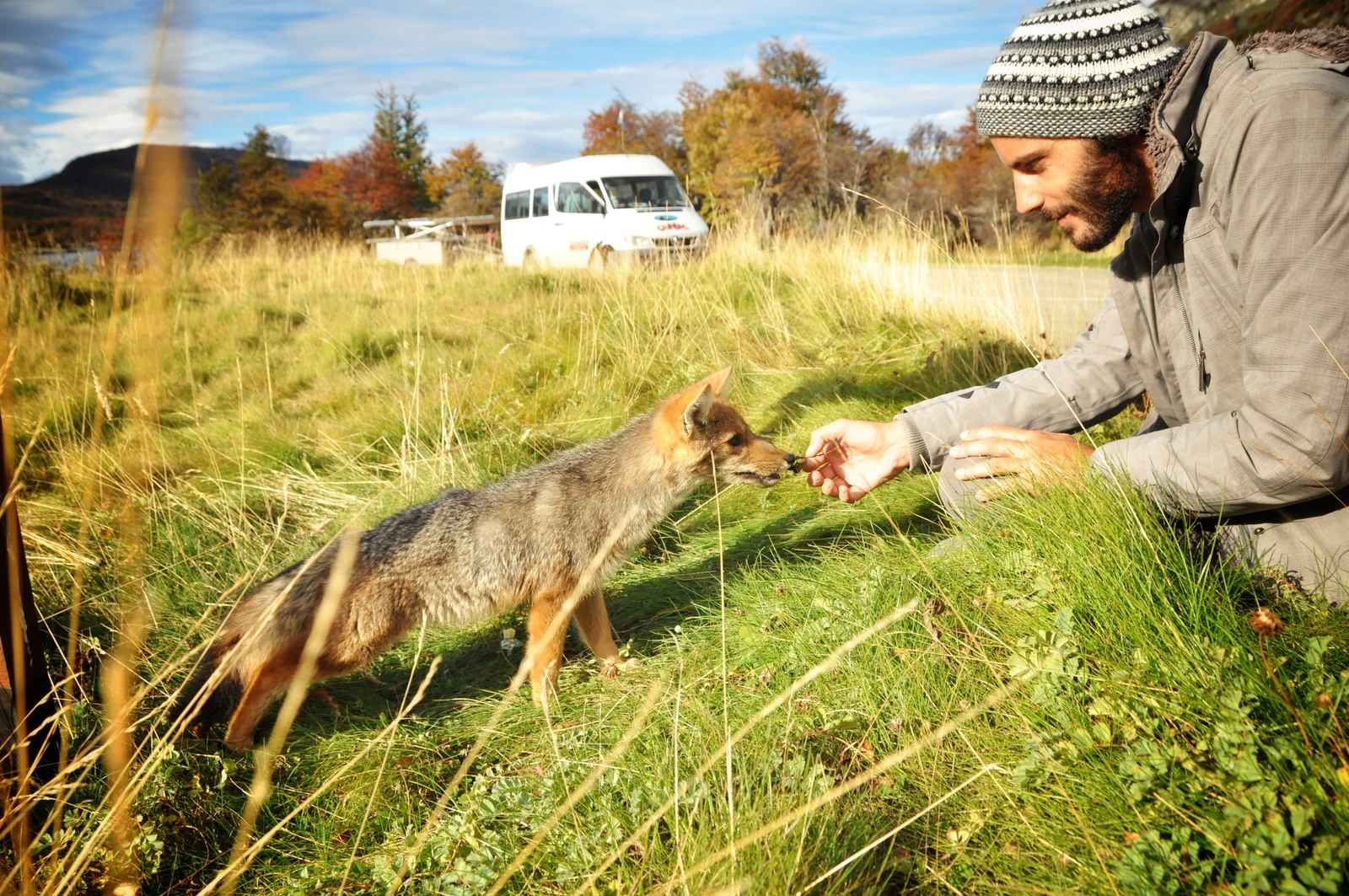 Fox. Terra de fuego. Fox. Terra de fuego.