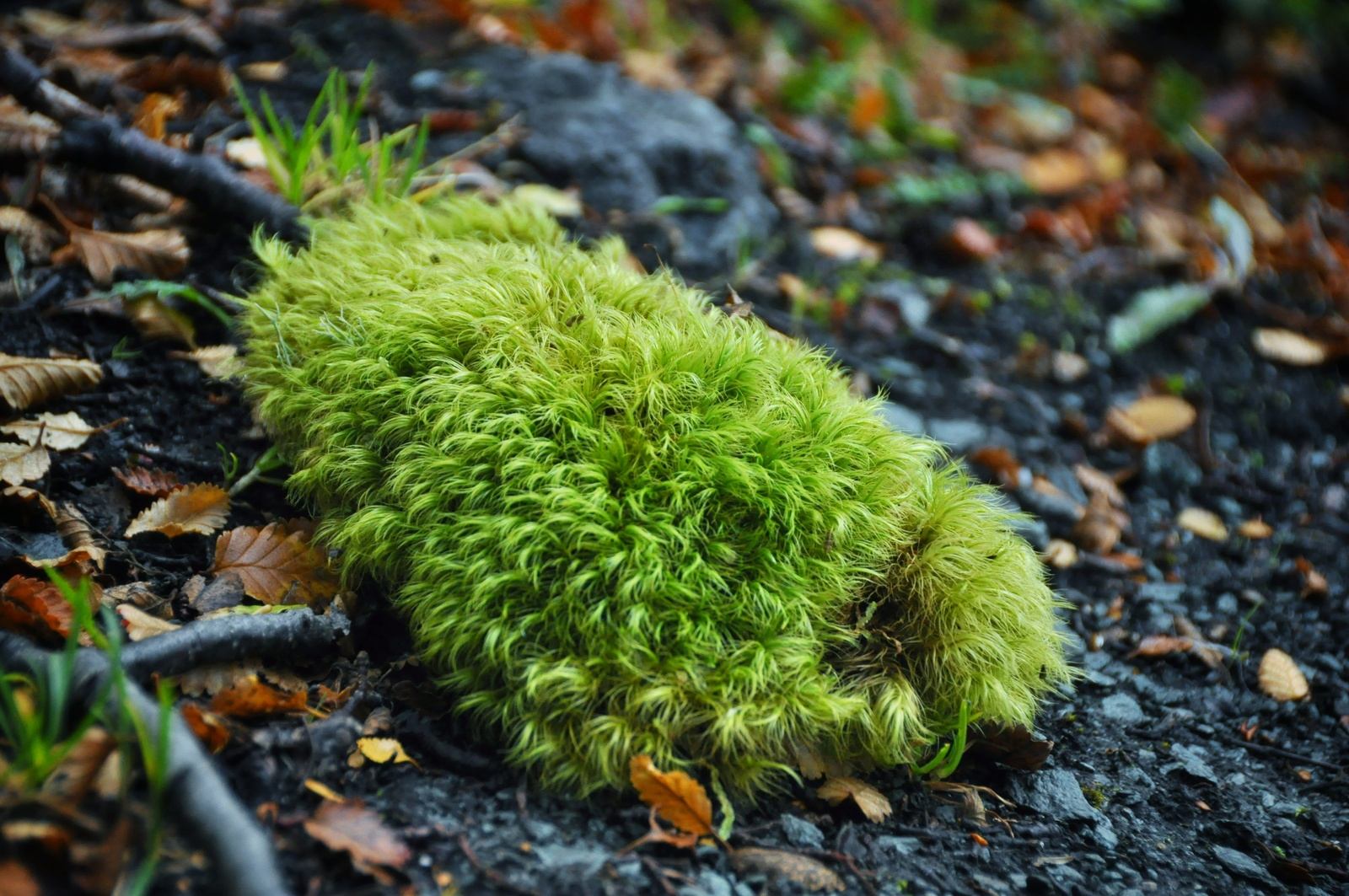 Végétation du Parc Tierra del Fuego
