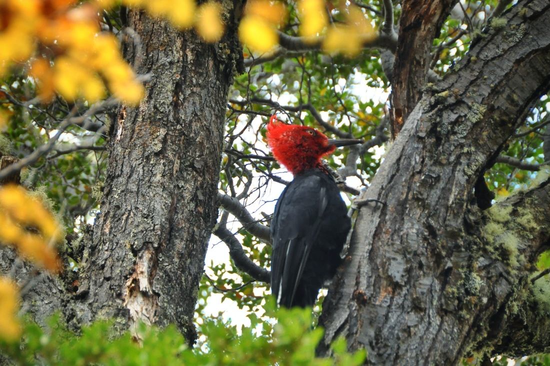 Pic vert, Parc Tierra del Fuego
