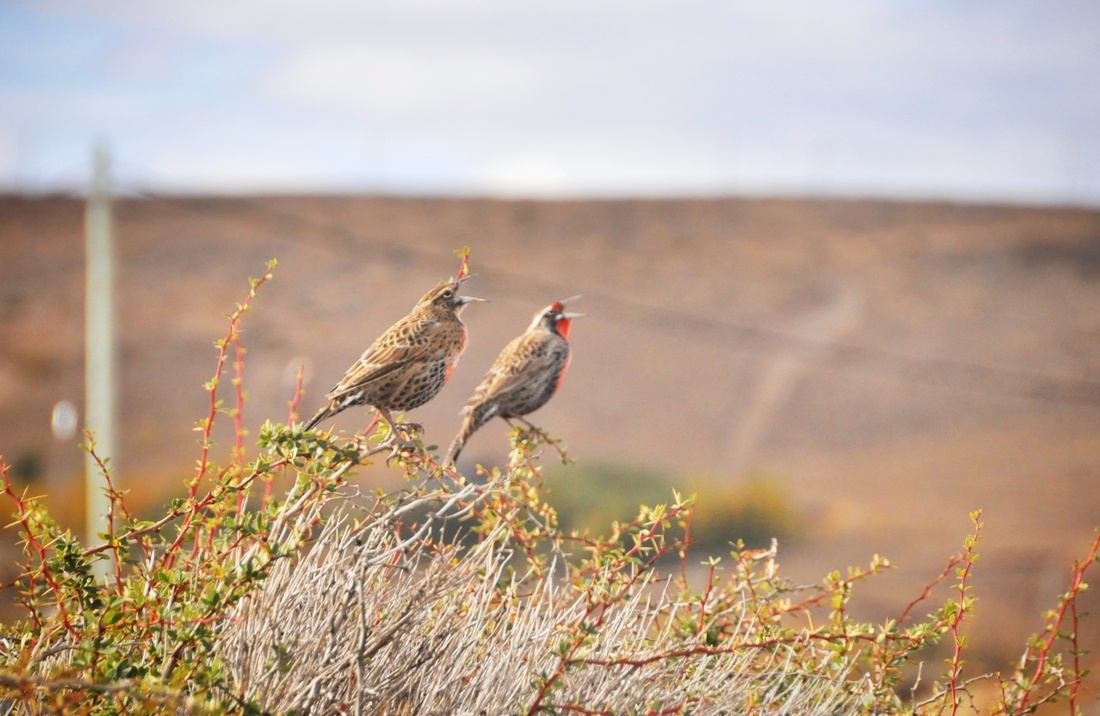 Long tailed mea dolark