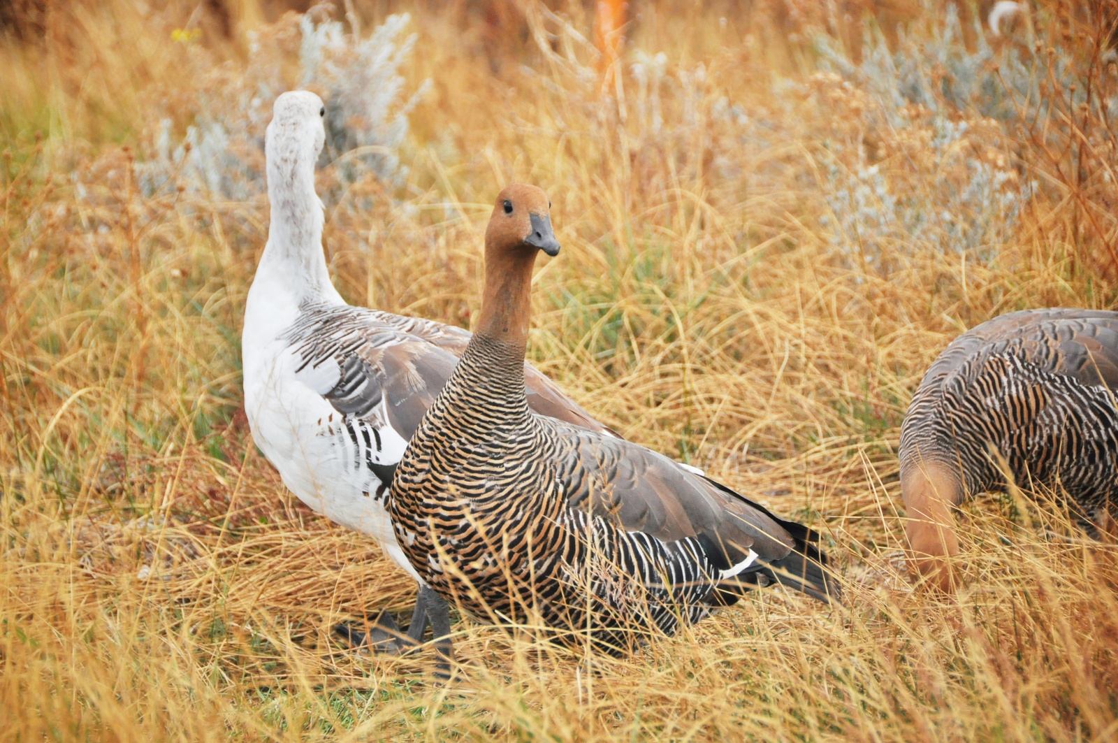 Oies sauvages de Magellan Patagonie