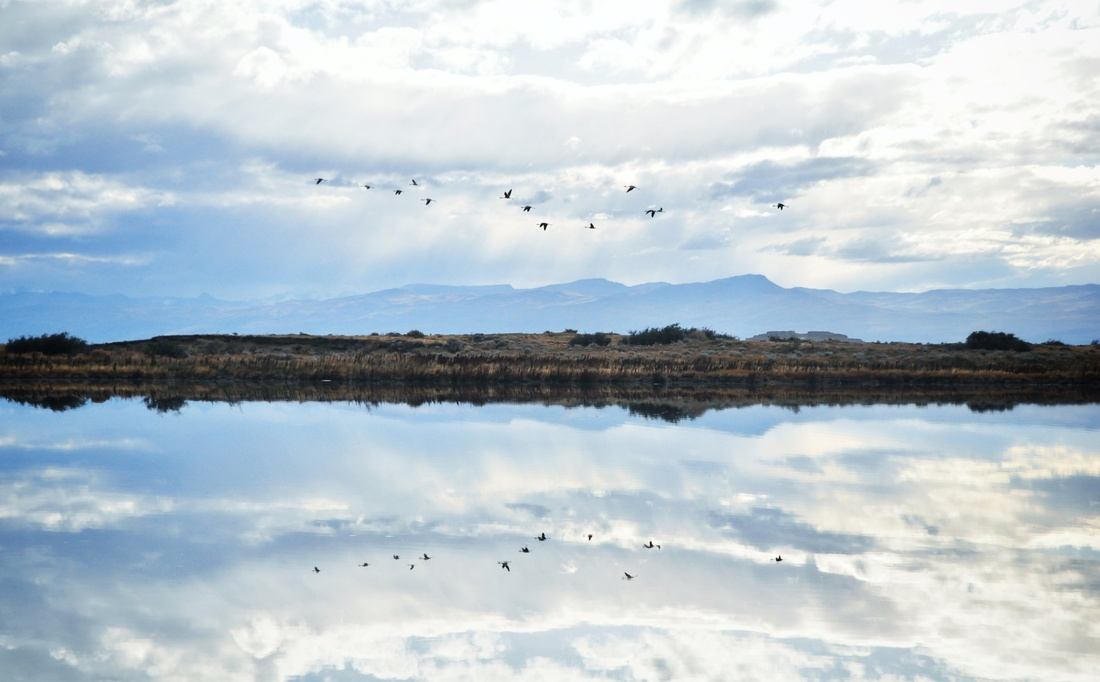 Flamants Rose. Patagonie