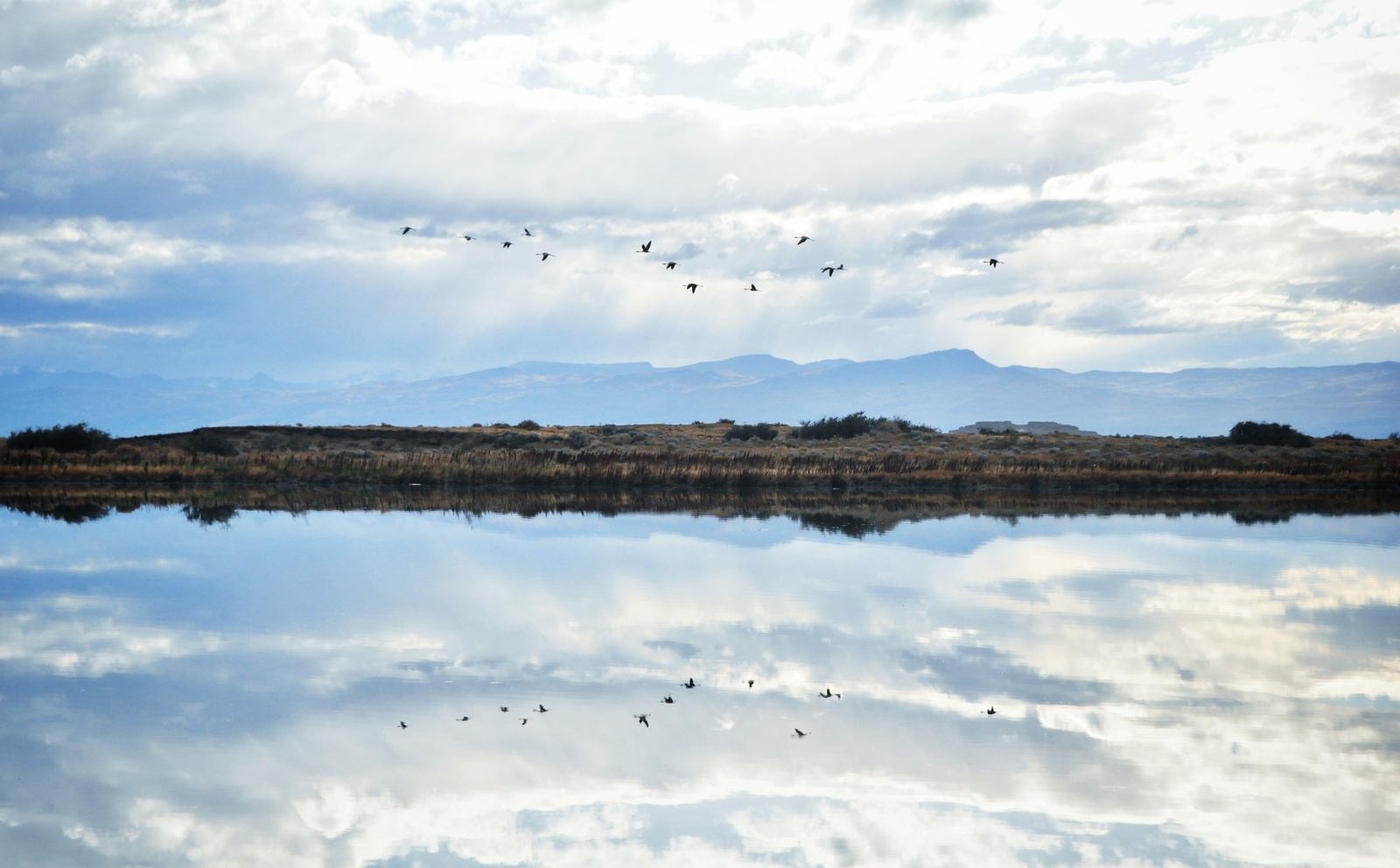 Flamants Rose. Patagonie Flamants Rose. Patagonie