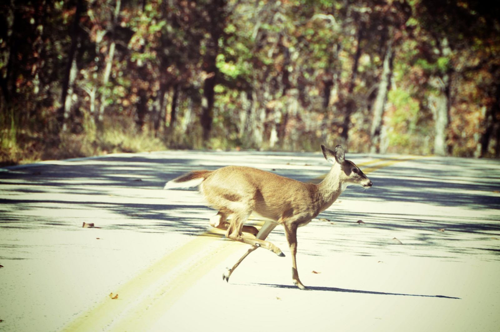 Biche les routes des états unis