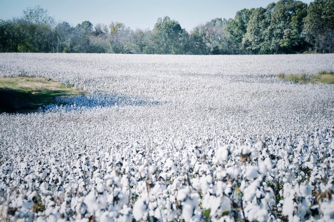Champs de coton dans le sud des états unis