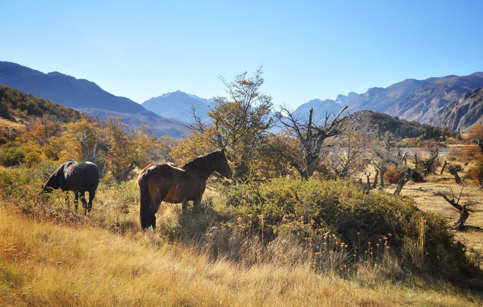 Chevaux de Patagonie