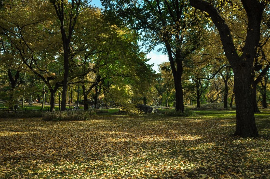 Feuilles, Central Park