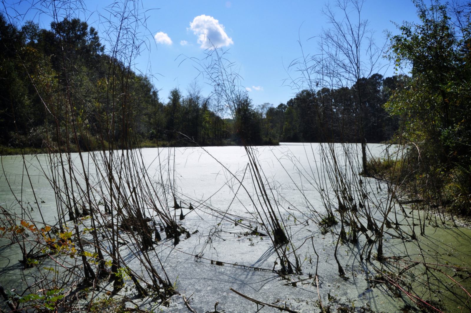 Marécages du Mississippi
