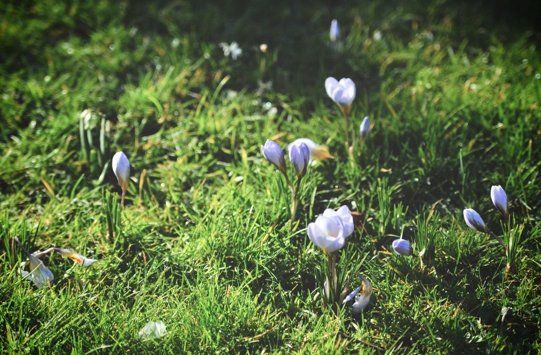 Crocus du jardin botanique