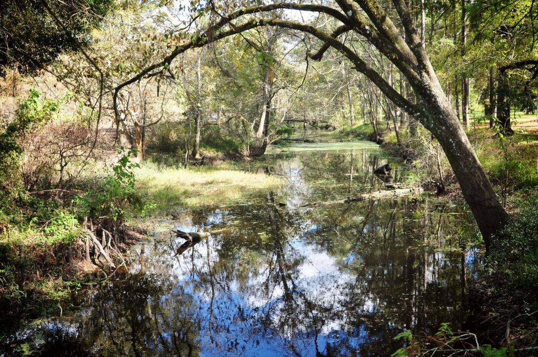 Marécages de Louisiane