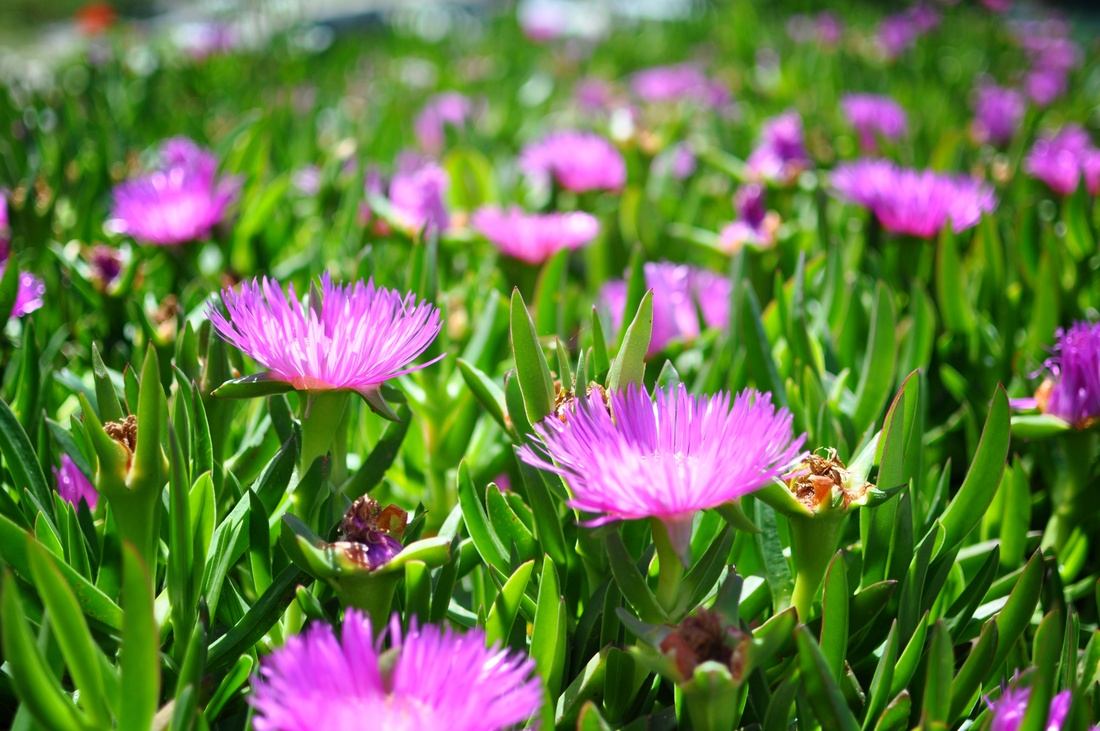 Griffe de sorcière en Croatie