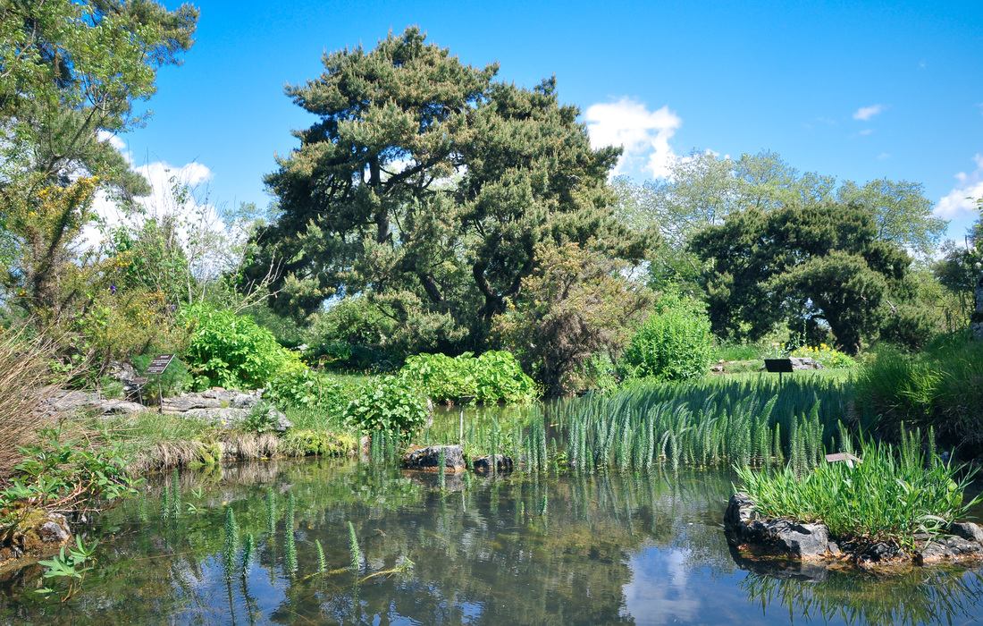 Jardin botanique de Genève
