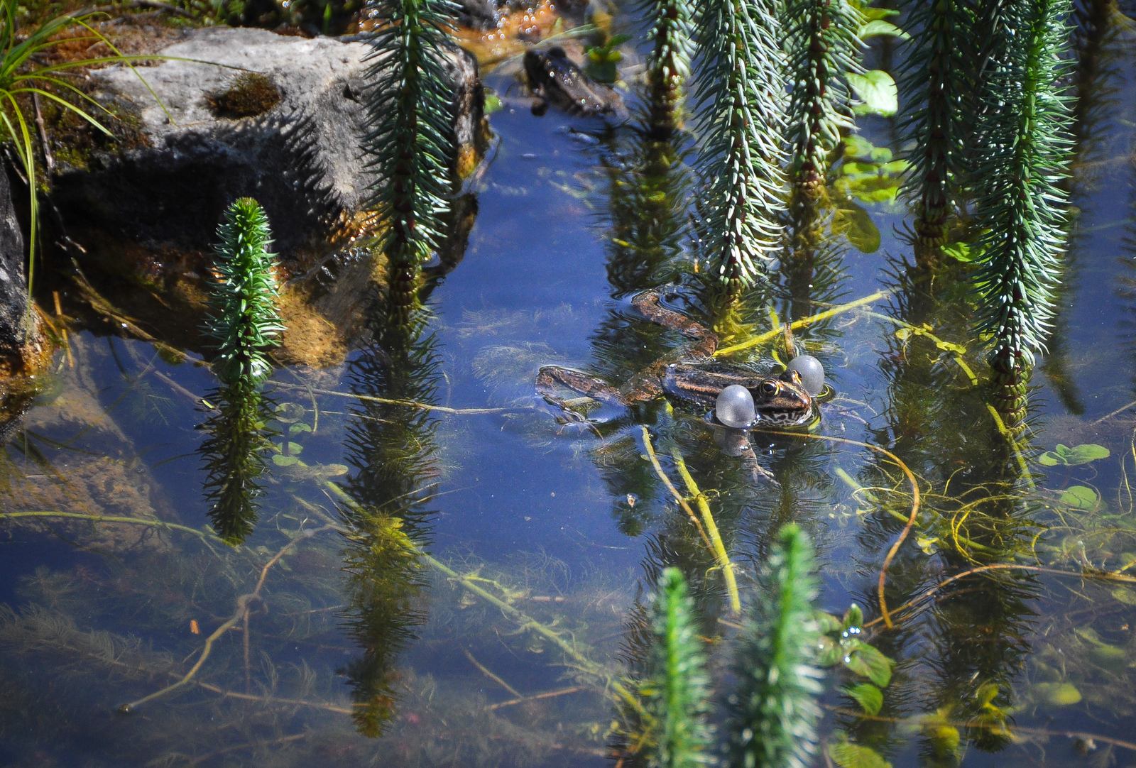La grenouille qui parade La grenouille qui parade