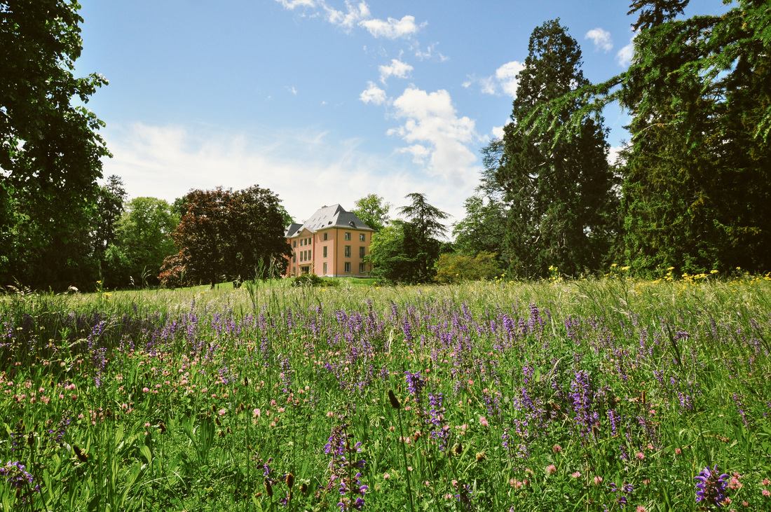 Institut des hauts études internationales