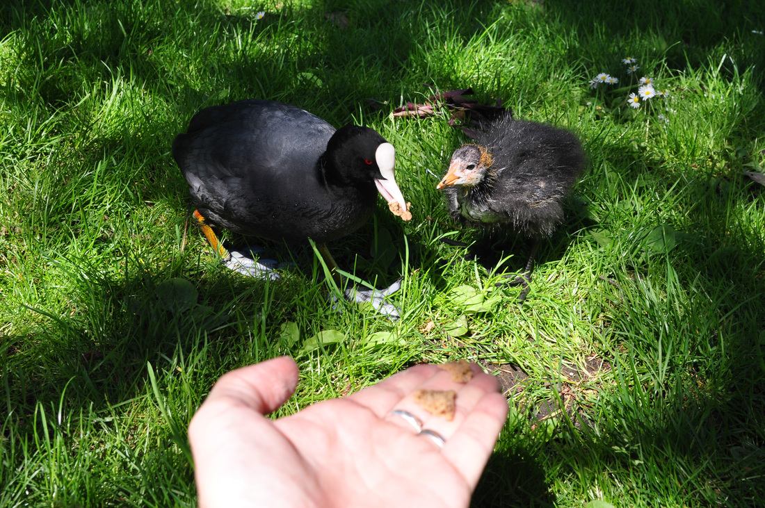 Pique nique avec les animaux, Amsterdam