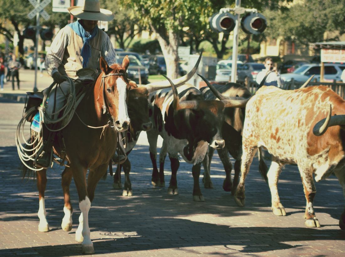 Bétail dans les rues de Fort Worth