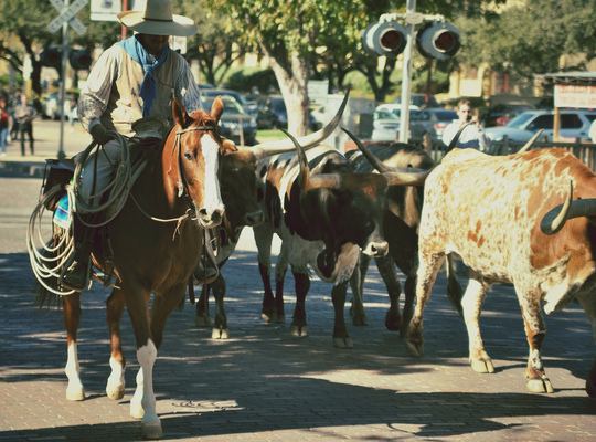 Le Texas, pays de la country, des cowboys et des longhorns