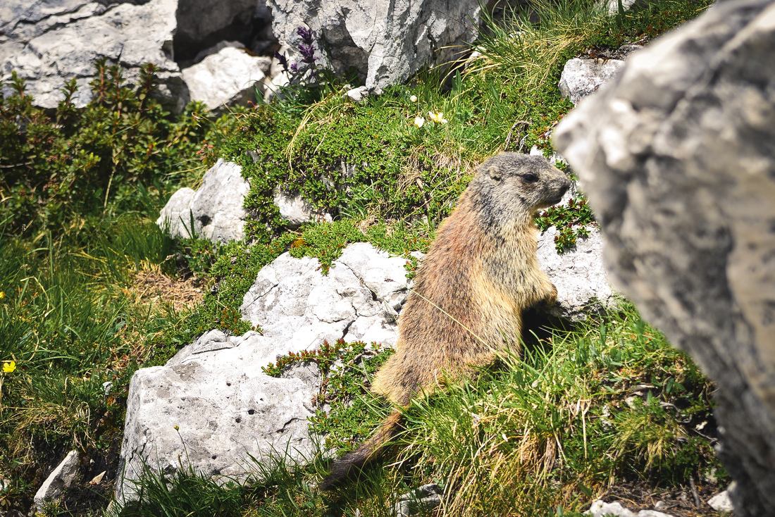 Marmotte des Dolomites