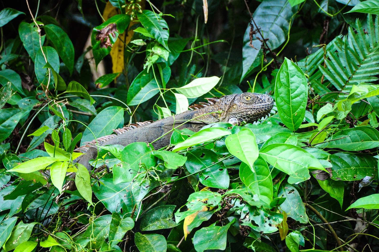 Enorme Iguane du Costa Rica