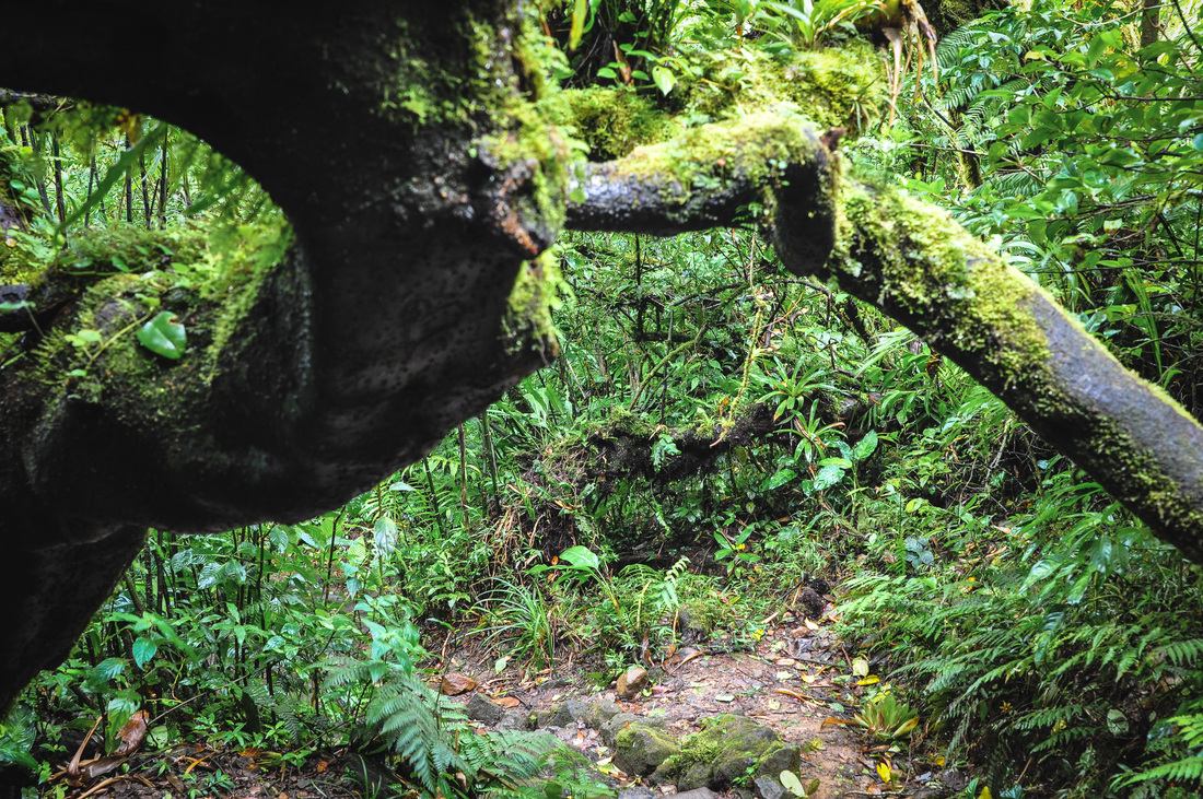 Seb jouant les aventuriers dans la jungle