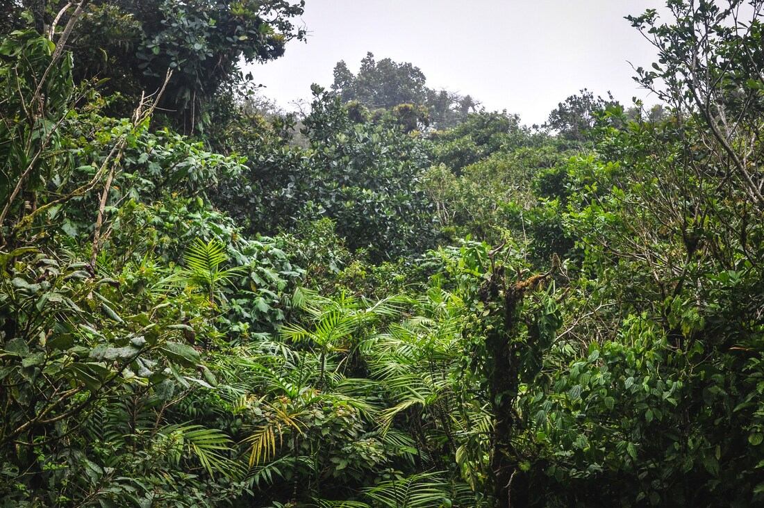 Au milieu de la jungle du Nicaragua