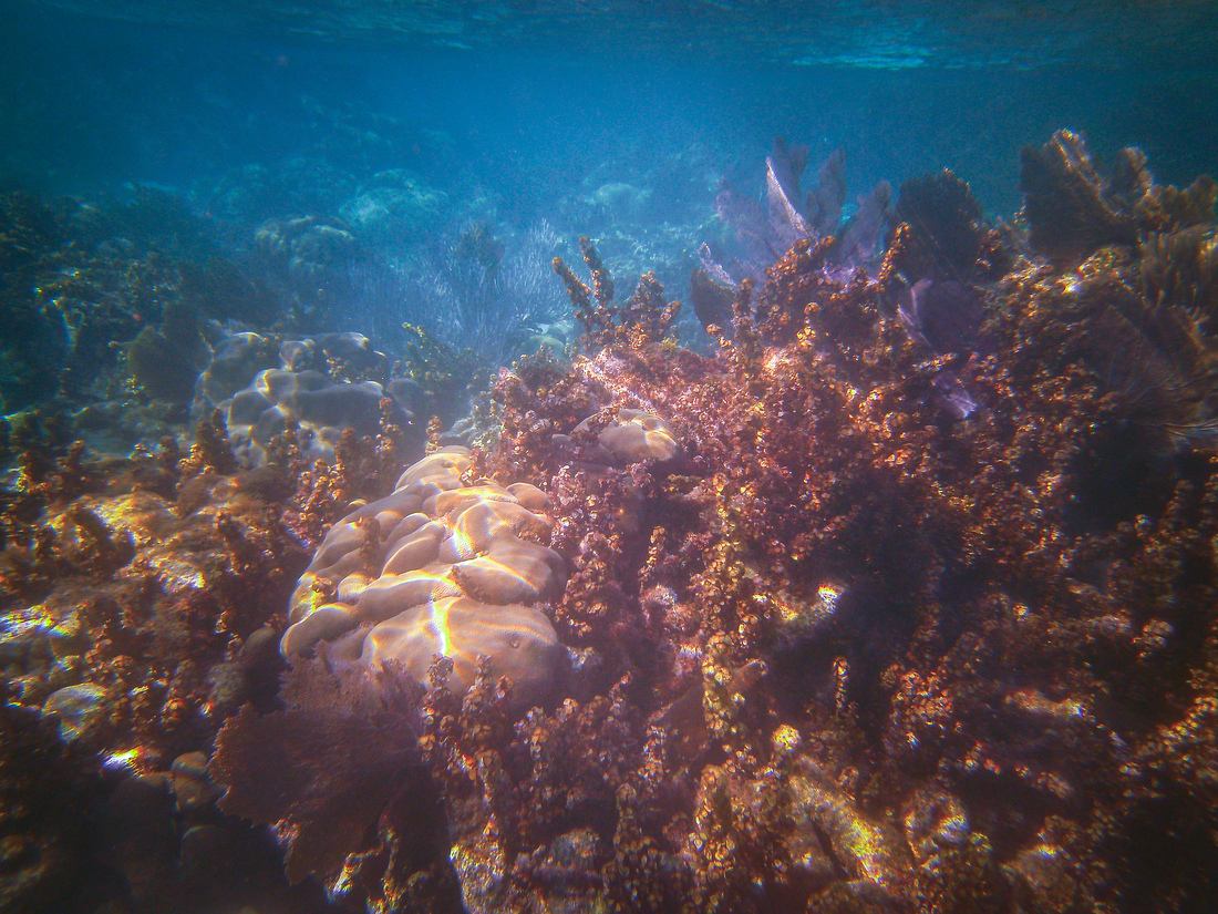 Découvrir la faune marine de Caye Caulker