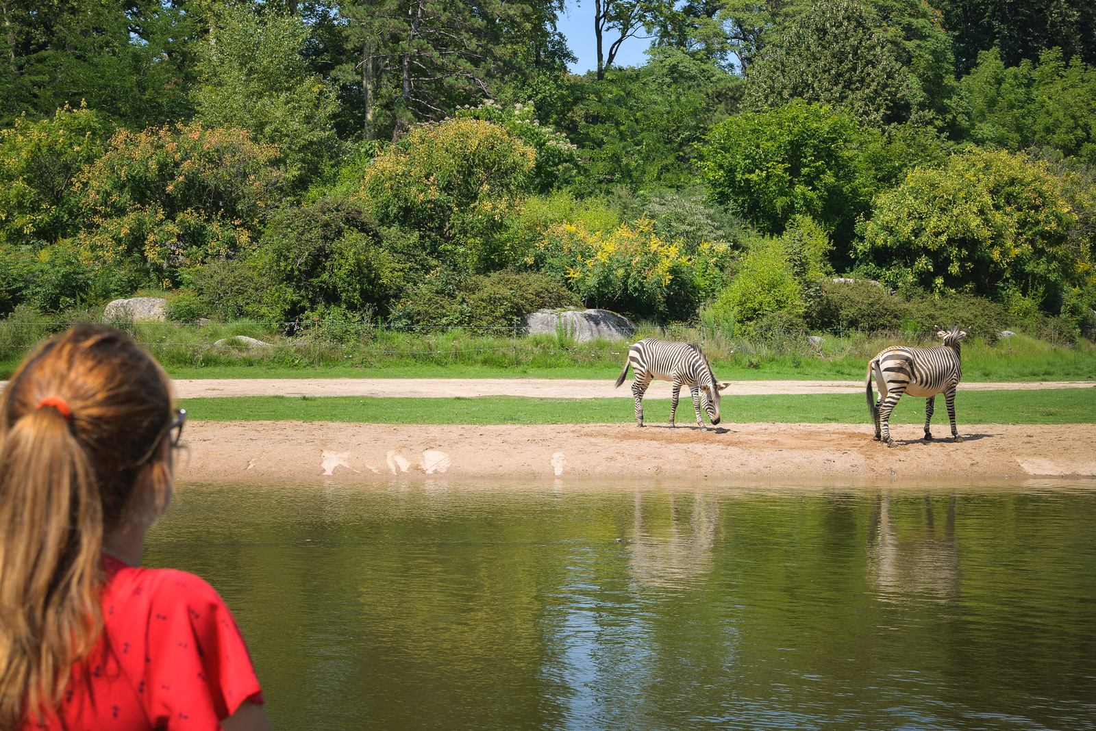 Regarder les zèbres, parc de la tete d'or