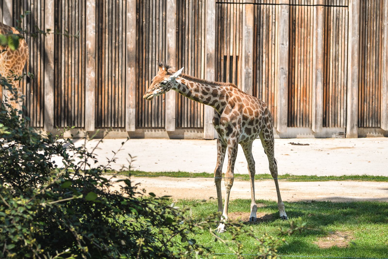 Girafon, parc de la tete d'or Girafon, parc de la tete d'or