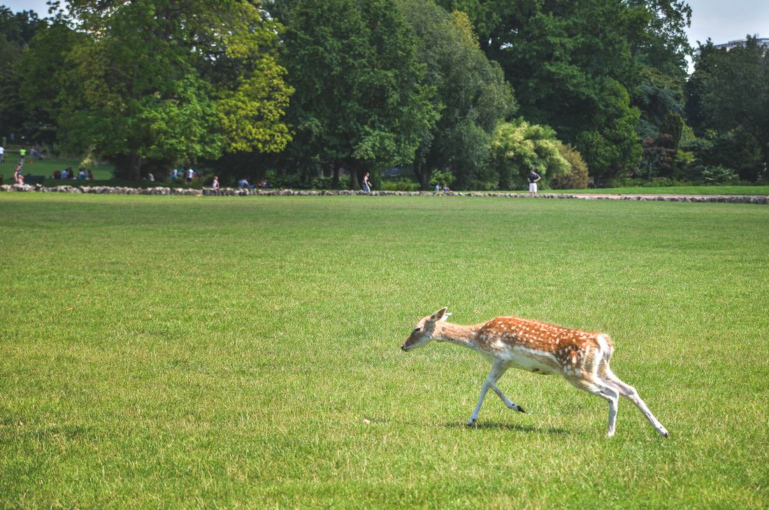 Chevreuil, parc de la tete d'or