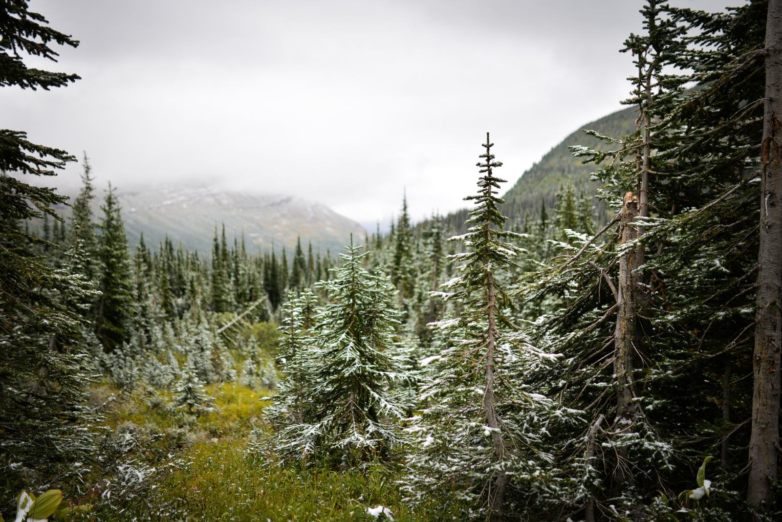 Sapins enneigés à Glacier NP, USA