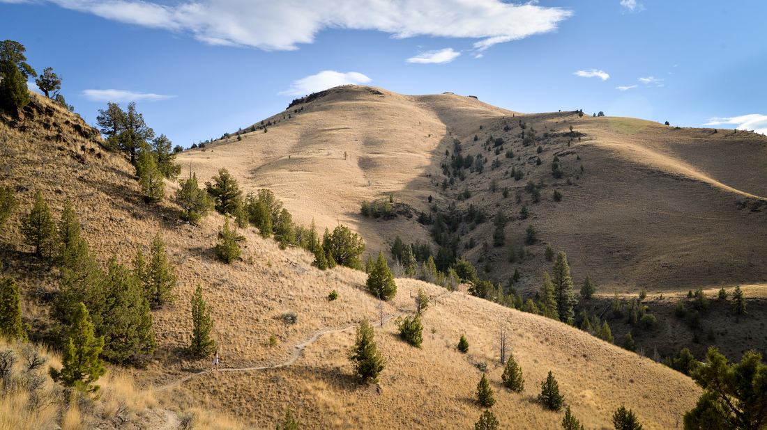 Collines de John Day Fossils Bed