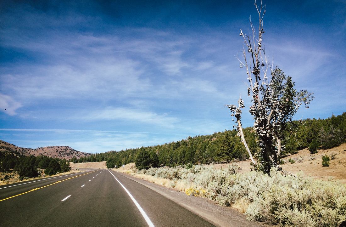 Arbre a chaussure, Oregon