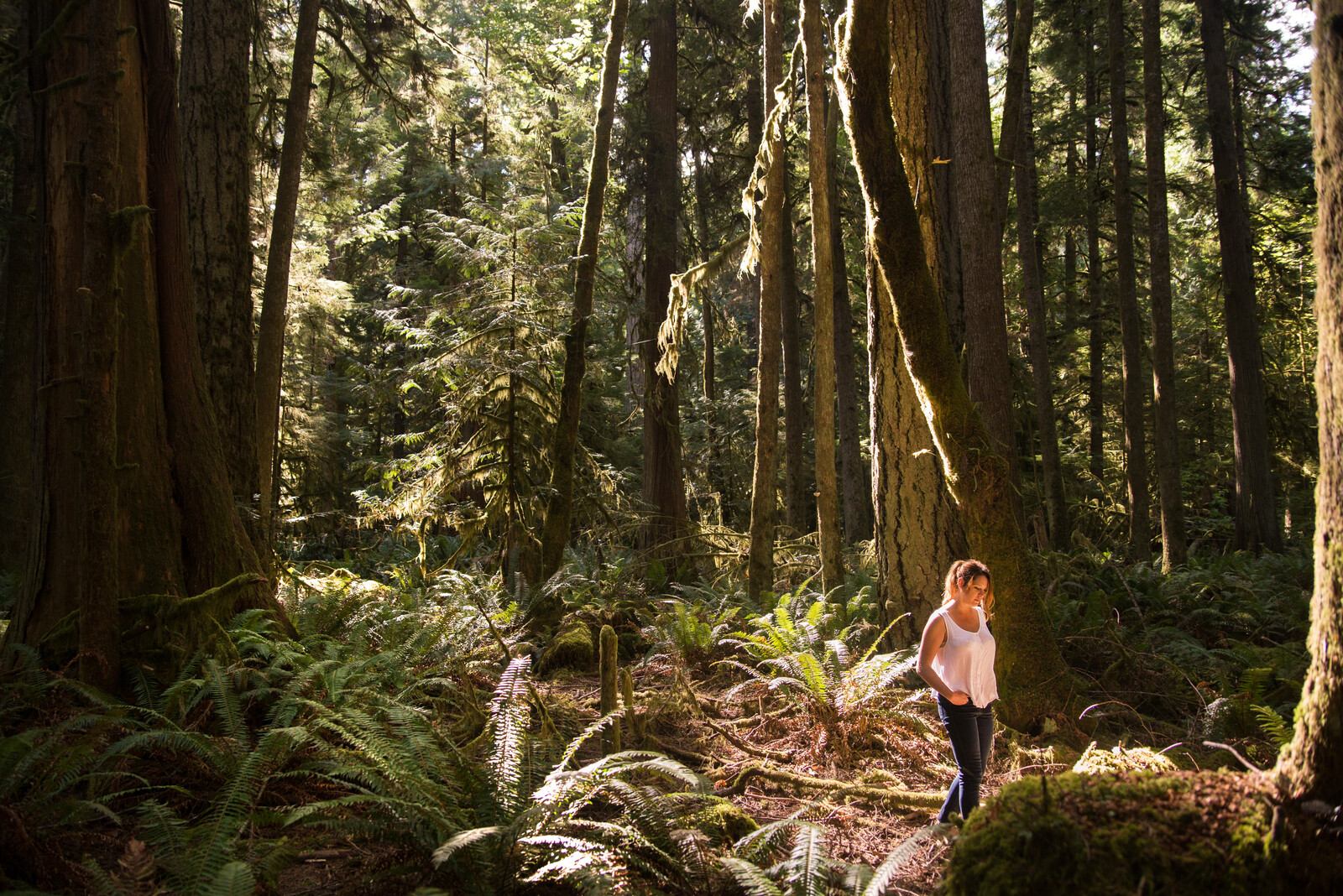 Olympic National Park Trees