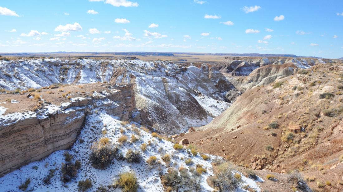 Petrified forest park