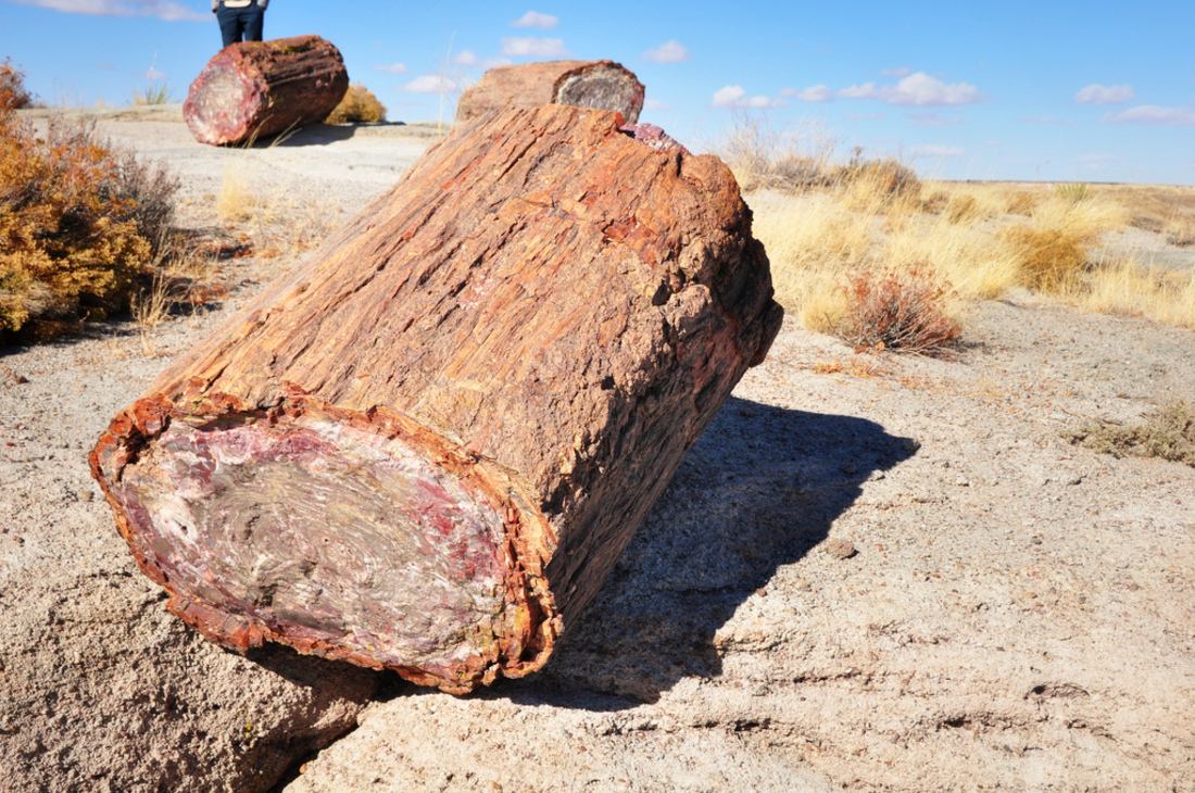 Bois pétrifié au Petrified Forest National Park