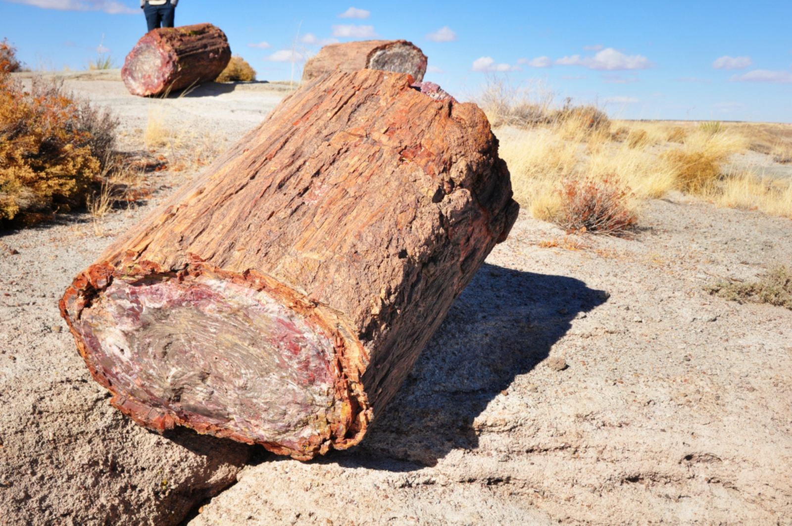 Bois pétrifié au Petrified Forest National Park Bois pétrifié au Petrified Forest National Park