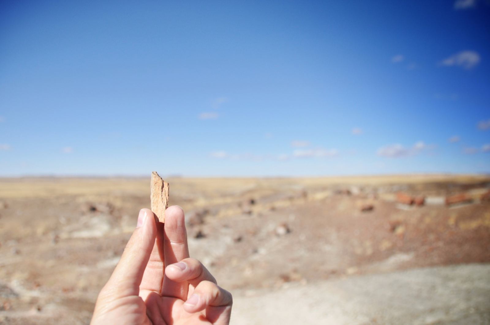 Petit morceau de bois pétrifié, Arizona