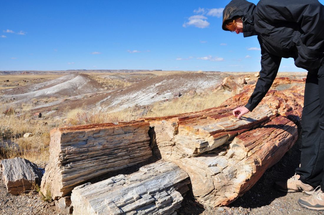 Bois pétrifié de 225 millions d'années, Arizona