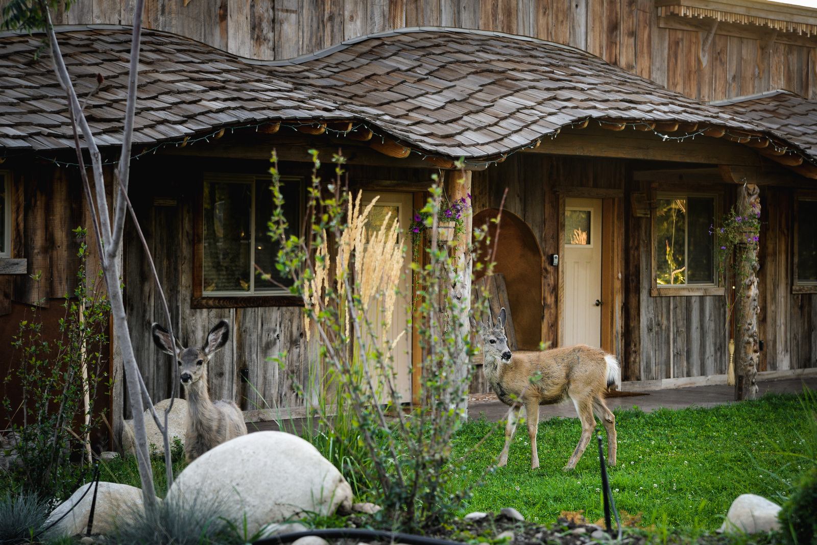 Cerfs à queue blanche Cerfs à queue blanche