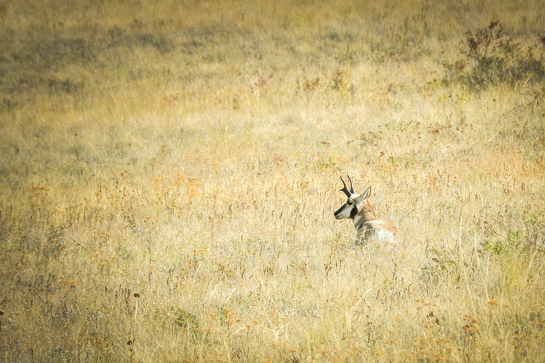 Antilope d'Amérique, Pronghorn