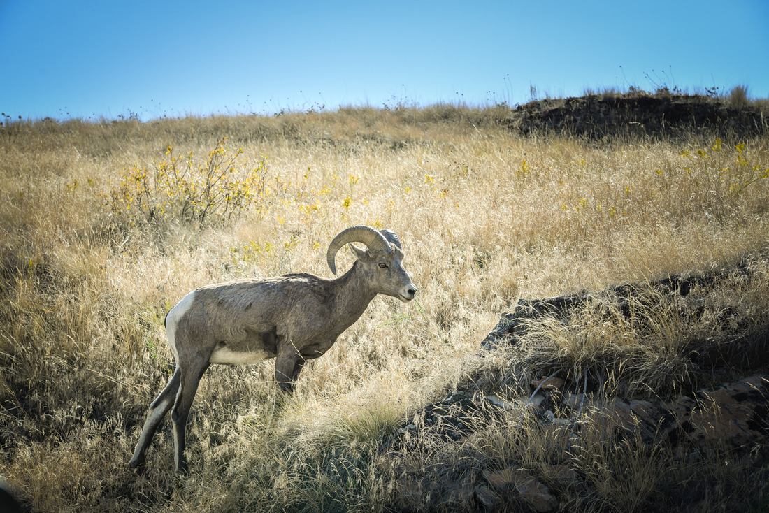 Mouflon Canadien sur le bord de la route