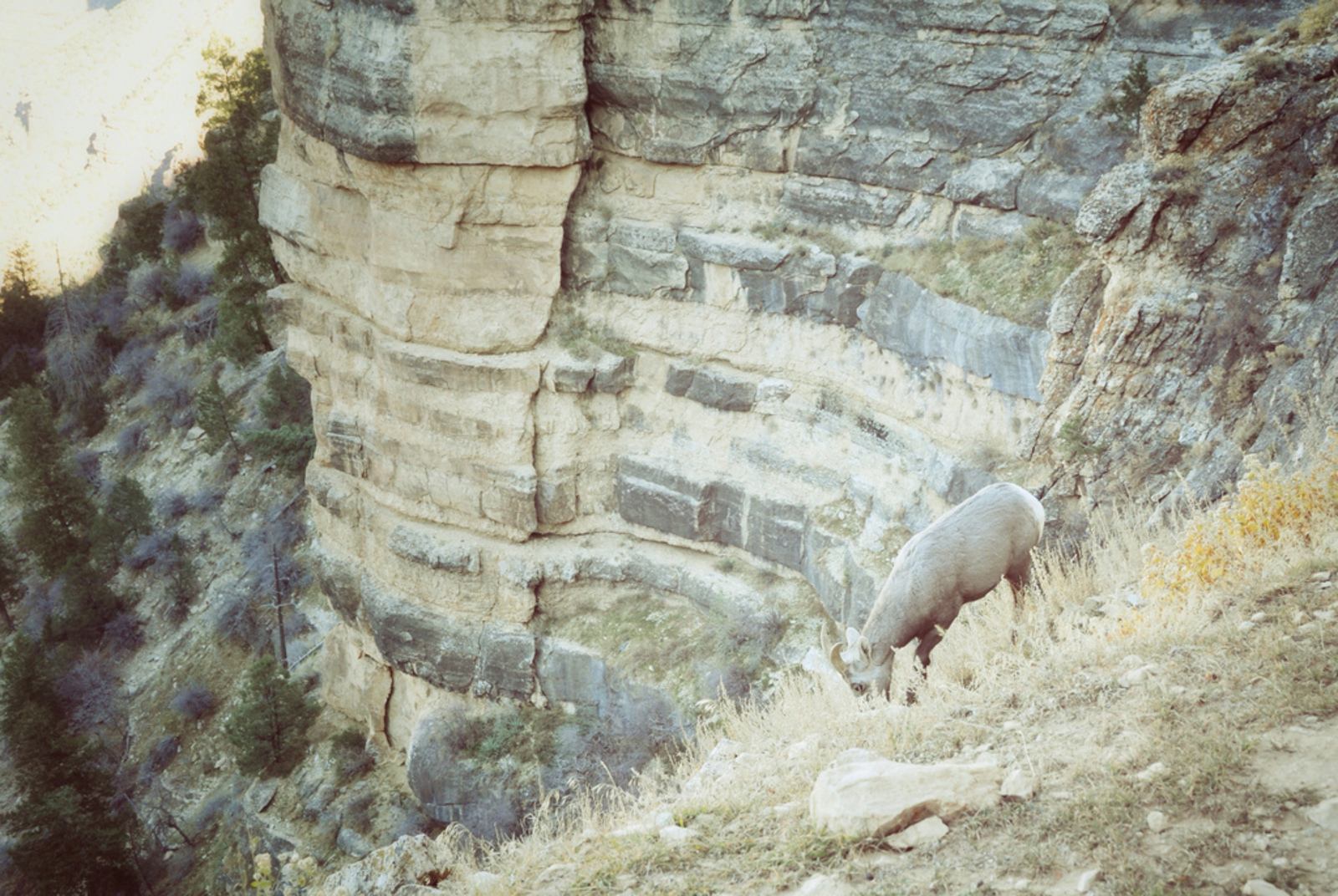 Animaux au Grand canyon