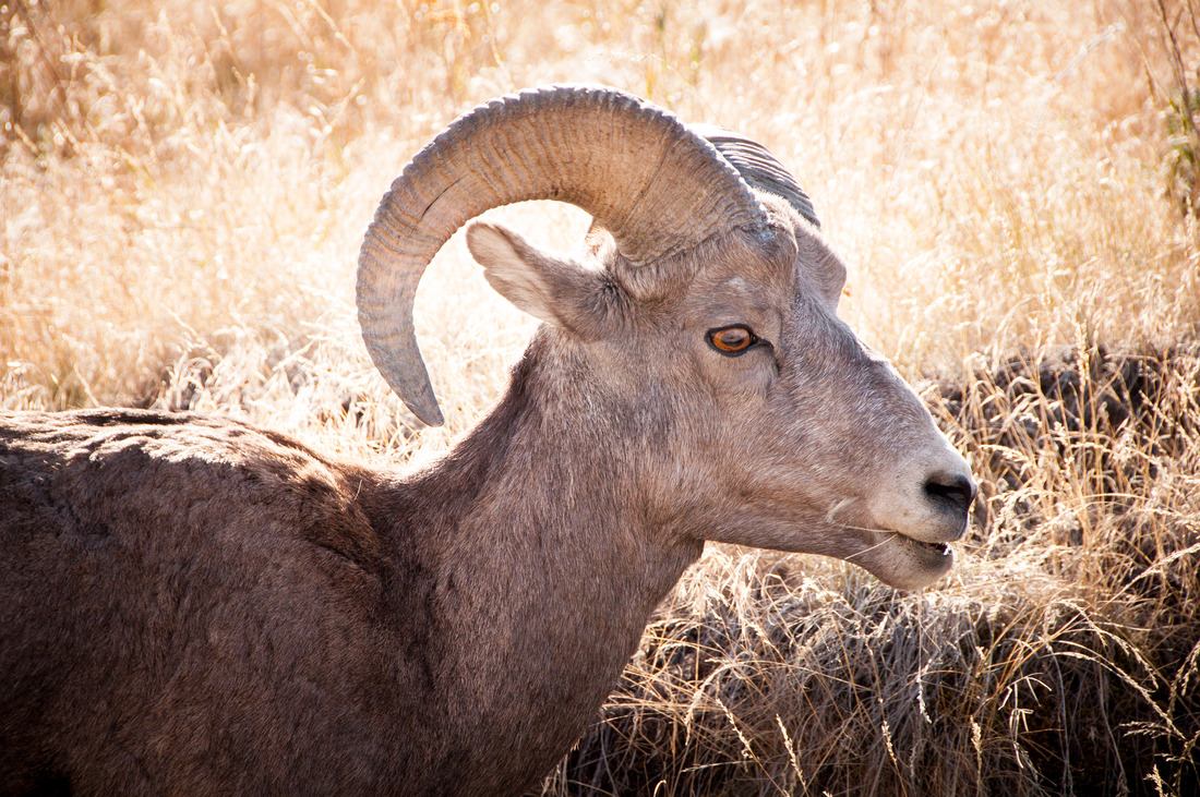 Mouflon Canadien