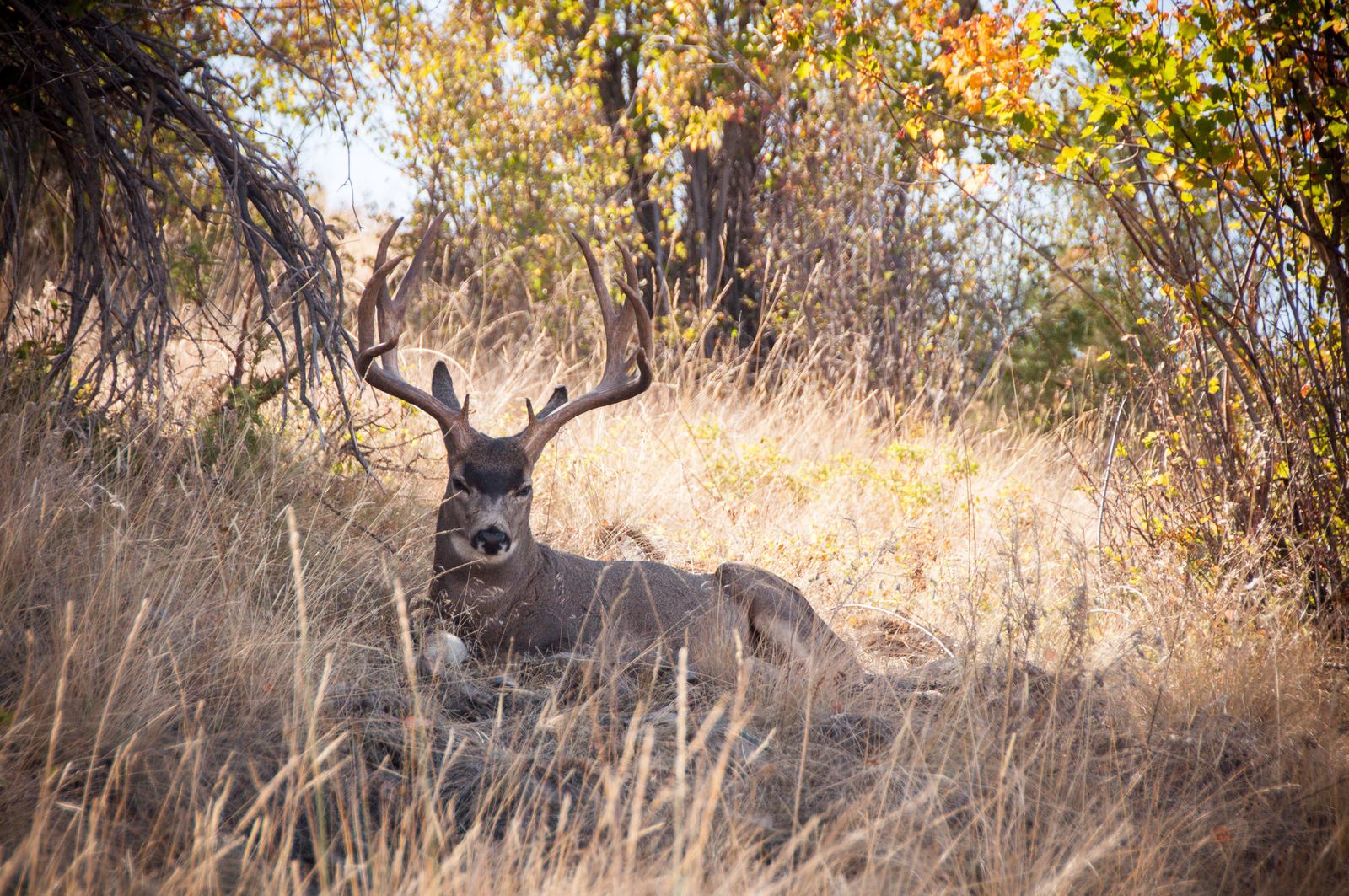 Cerf Mulet à l'ombre, National Bison Range Cerf Mulet à l'ombre, National Bison Range