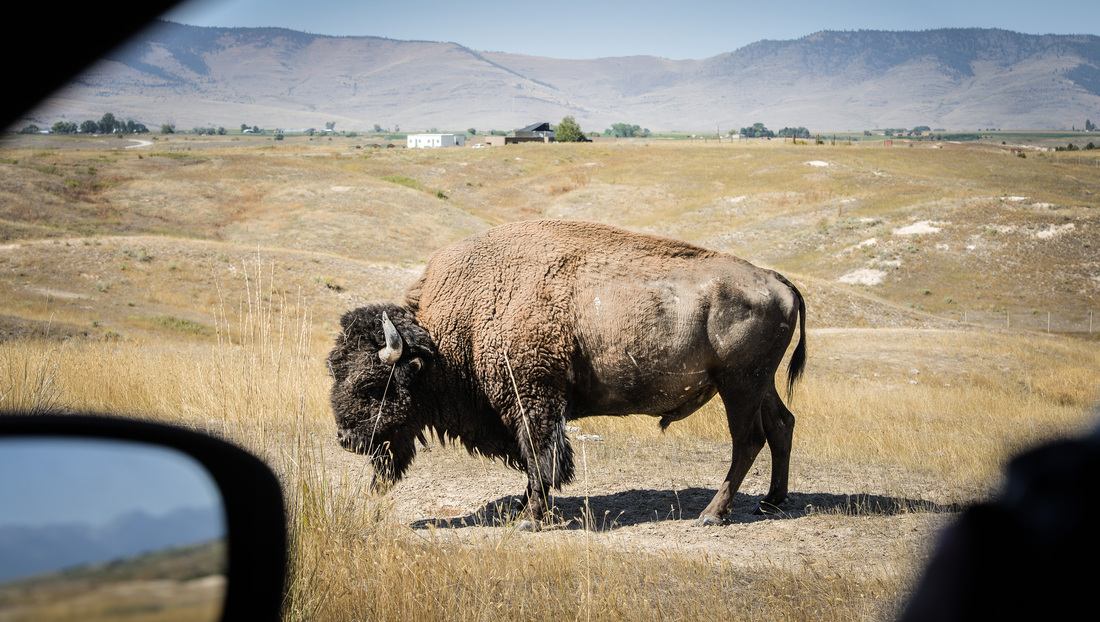 Bison Americain