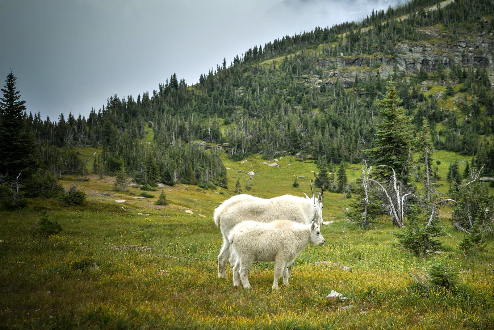 Chèvre des montagnes et son chevreau Chèvre des montagnes et son chevreau