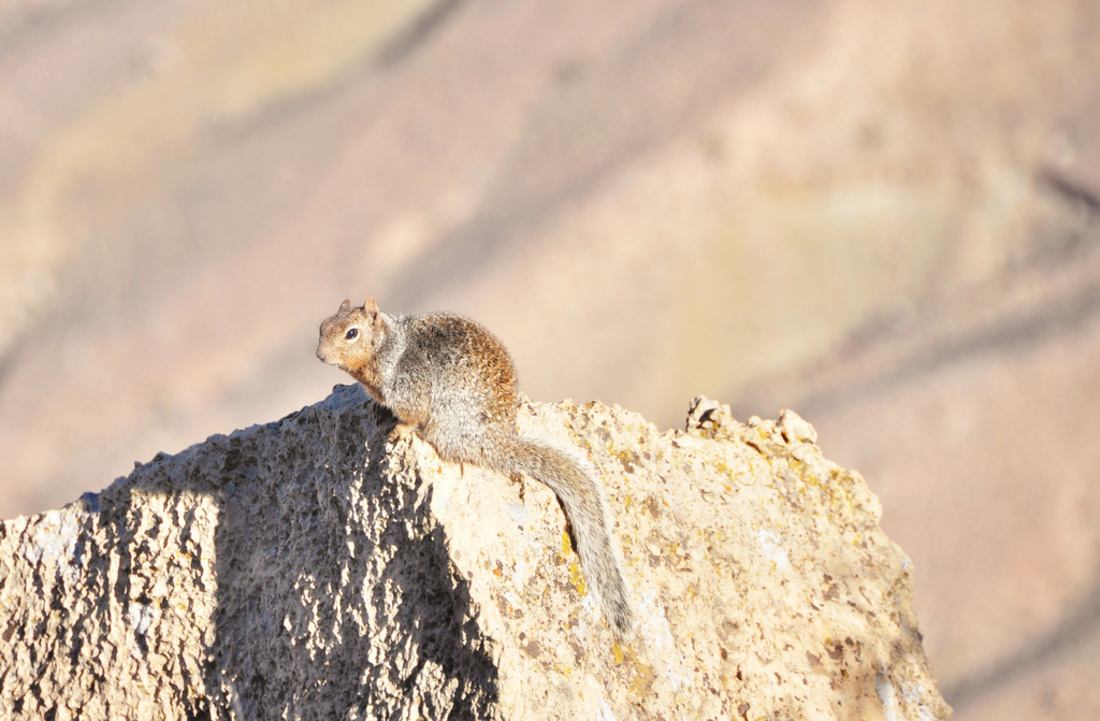 Ecureuil du Grand Canyon