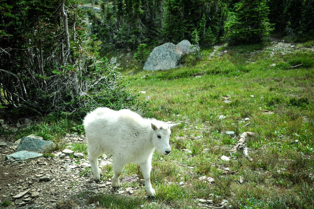 Chevreau des montagnes