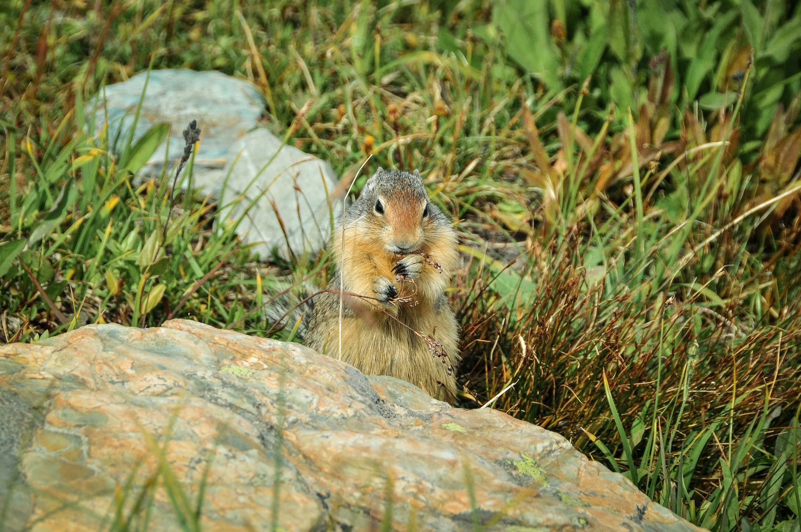 Chipmunk à Glacier National Park Chipmunk à Glacier National Park