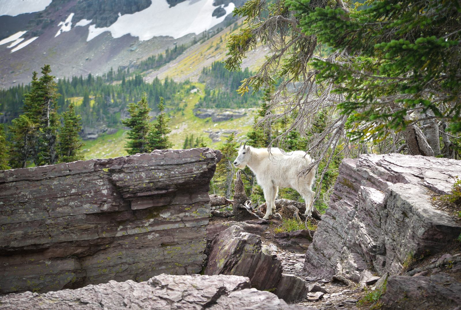 Chèvre des montagnes à Glacier National Park